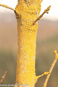 Auto Revuenon MC Macro 80 – 205 mm - Fotos verschiedene Blendeneinstellungen