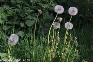 Domiplan 50 mm Blende 8