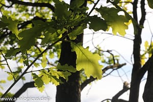 Domiplan 50 mm Blende 8