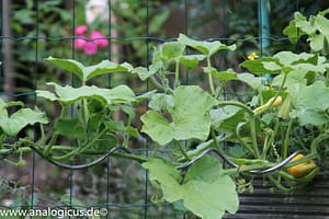 IMG_0402 Beroflex 6° 400 mm f/ 6.3 Fotos mit Blende 8