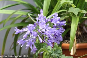 IMG_0405 Beroflex 6° 400 mm f/ 6.3 Fotos mit Offenblende 6.3