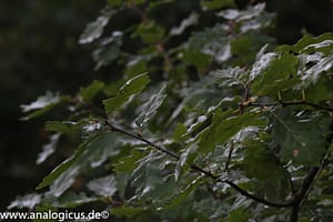 Komura Komuranon 820 80-200 mm Fotos mit Blende f/ 8