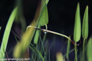 Komura Komuranon 820 80-200 mm f/ 4.5 - Fotos mit Offenblende