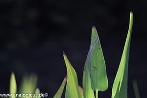 Komura Komuranon 820 80-200 mm f/ 4.5 - Fotos mit Offenblende