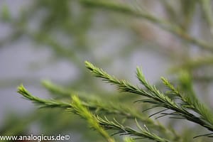 Komura Komuranon 820 80-200 mm f/ 4.5 - Fotos mit Offenblende