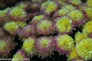 Komura Komuranon 820 80-200 mm f/ 4.5 - Fotos mit Offenblende