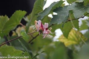 Komura Komuranon 820 80-200 mm Fotos mit Blende f/ 5.6