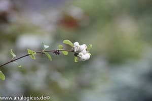 Komura Komuranon 820 80-200 mm Fotos mit Blende f/ 5.6