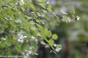 Komura Komuranon 820 80-200 mm Fotos mit Blende f/ 5.6