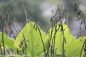 Komura Komuranon 820 80-200 mm Fotos mit Blende f/ 5.6