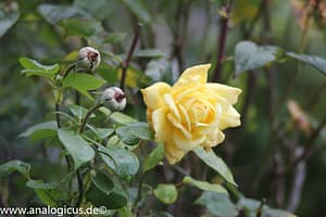 Komura Komuranon 820 80-200 mm Fotos mit Blende f/ 5.6