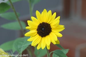 Komura Komuranon 820 80-200 mm Fotos mit Blende f/ 8