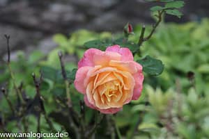 Komura Komuranon 820 80-200 mm Fotos mit Blende f/ 8