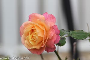 Komura Komuranon 820 80-200 mm Fotos mit Blende f/ 8