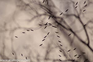 Auto Revuenon MC Macro 80 – 205 mm - Fotos verschiedene Blendeneinstellungen