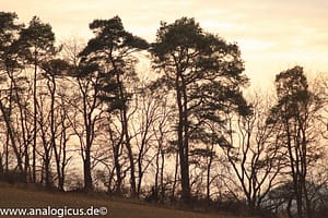 Auto Revuenon MC Macro 80 – 205 mm - Fotos verschiedene Blendeneinstellungen