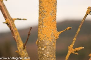 Auto Revuenon MC Macro 80 – 205 mm - Fotos verschiedene Blendeneinstellungen