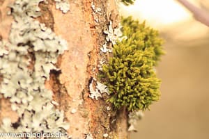 Auto Revuenon MC Macro 80 – 205 mm - Fotos verschiedene Blendeneinstellungen