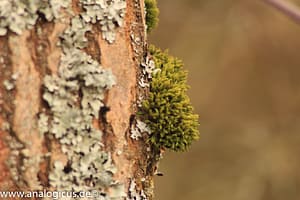 Auto Revuenon MC Macro 80 – 205 mm - Fotos verschiedene Blendeneinstellungen