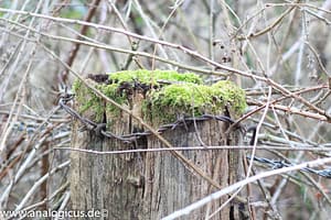 Auto Revuenon MC Macro 80 – 205 mm - Fotos verschiedene Blendeneinstellungen