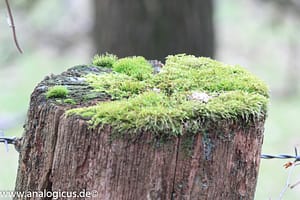 Auto Revuenon MC Macro 80 – 205 mm - Fotos verschiedene Blendeneinstellungen