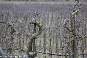 Auto Revuenon MC Macro 80 – 205 mm - Fotos verschiedene Blendeneinstellungen