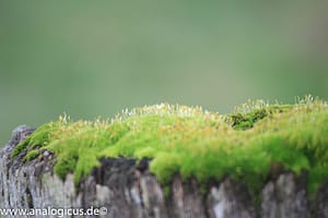 Auto Revuenon MC Macro 80 – 205 mm - Fotos verschiedene Blendeneinstellungen