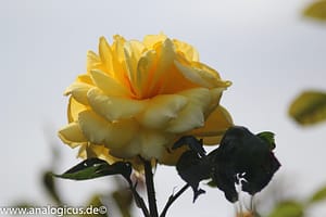 Auto Beriflex 135 mm - Fotos mit Blende 8