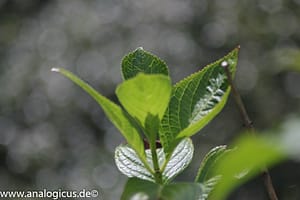 Auto Beriflex 135 mm - Fotos mit Offenblende 2.8