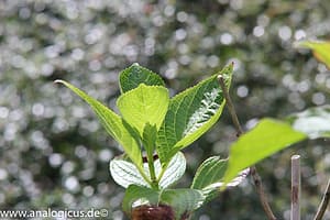 Auto Beriflex 135 mm - Fotos mit Blende 8