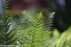 Auto Beriflex 135 mm - Fotos mit Offenblende 2.8