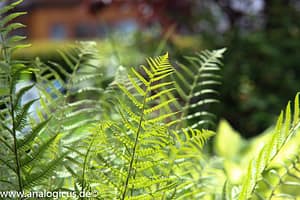 Auto Beriflex 135 mm - Fotos mit Blende 8