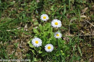 Auto Beriflex 135 mm - Fotos mit Offenblende 2.8