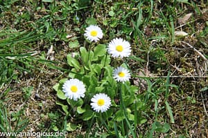 Auto Beriflex 135 mm - Fotos mit Blende 8