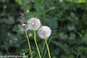 Auto Beriflex 135 mm - Fotos mit Blende 8