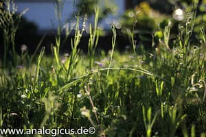 Tokina RMC 28 mm - Fotos mit Offenblende 2.8