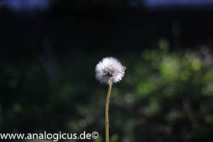 Tokina RMC 28 mm - Fotos mit Offenblende 2.8