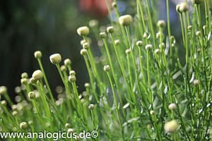 Tokina RMC 28 mm - Fotos mit Offenblende 2.8