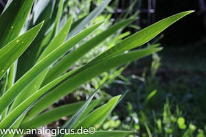 Tokina RMC 28 mm – Fotos mit Blende 8