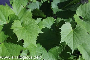 Tokina RMC 28 mm – Fotos mit Blende 8