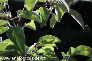 Tokina RMC 28 mm – Fotos mit Blende 8