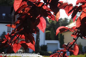 Tokina RMC 28 mm – Fotos mit Blende 8