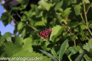 Tokina RMC 28 mm – Fotos mit Blende 8