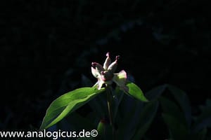 Tokina RMC 28 mm – Fotos mit Blende 8