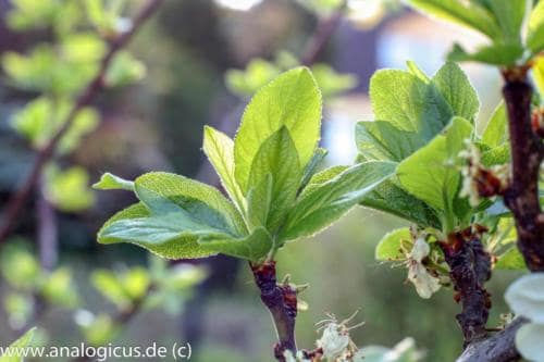 blenden revuenon50 1.4-