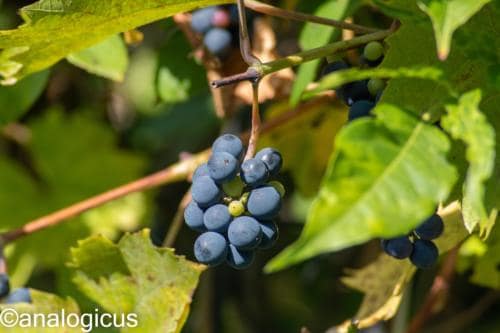 kiron70-210analogicus-14