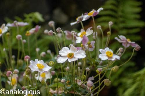 kiron70-210analogicus-15