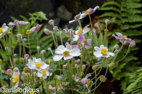 kiron70-210analogicus-16