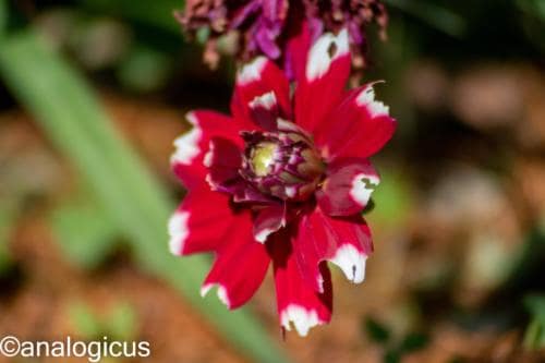 kiron70-210analogicus-17