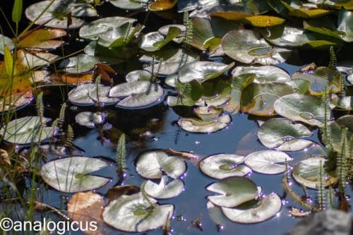 kiron70-210analogicus-19